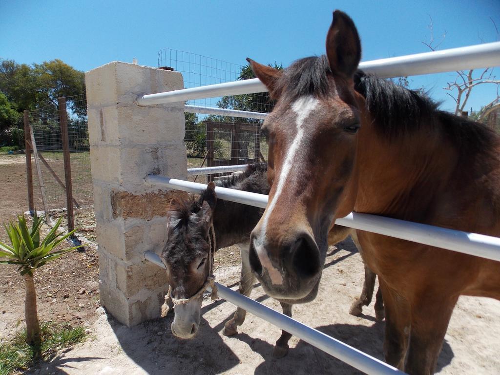 אוג'אנו לה קייזה Agriturismo Le Tagliate מראה חיצוני תמונה